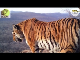 leopard valera gathered neighbors in the forest for a feast