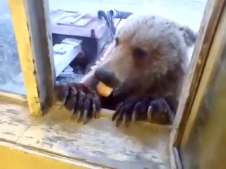 severe russian men feed the bear